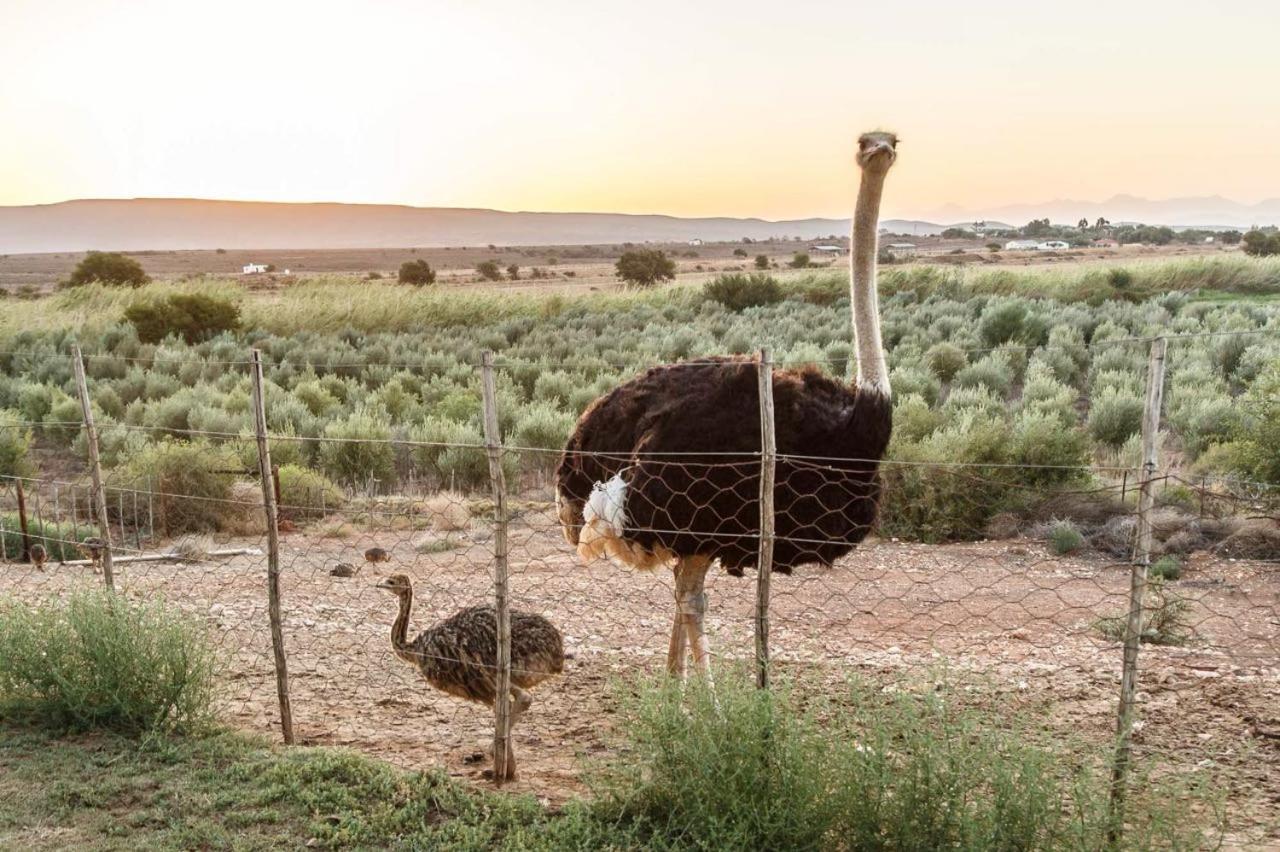 De Denne Country Guest House Oudtshoorn Kültér fotó