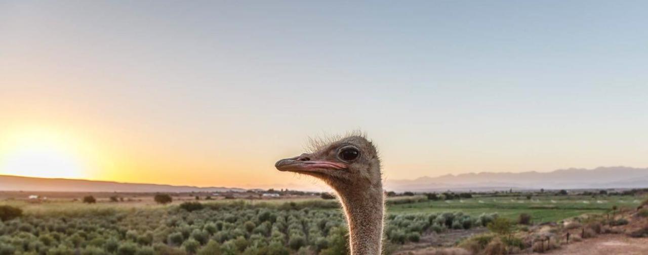 De Denne Country Guest House Oudtshoorn Kültér fotó